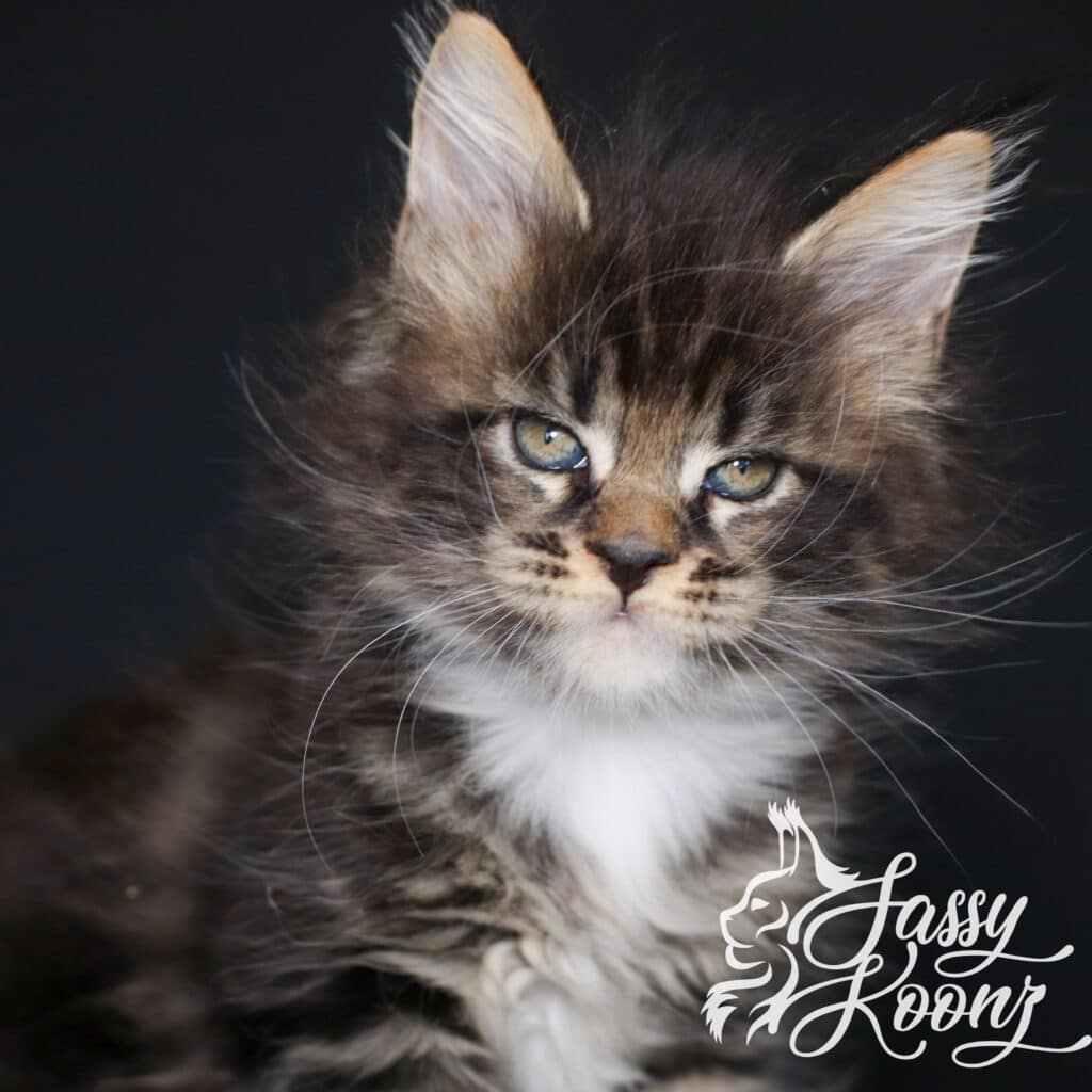 maine-coon-kitten-born-at-sassy-koonz-wicked ⋆ Sassy Koonz Maine Coon Cattery maine coon ktiten born at sassy koonz