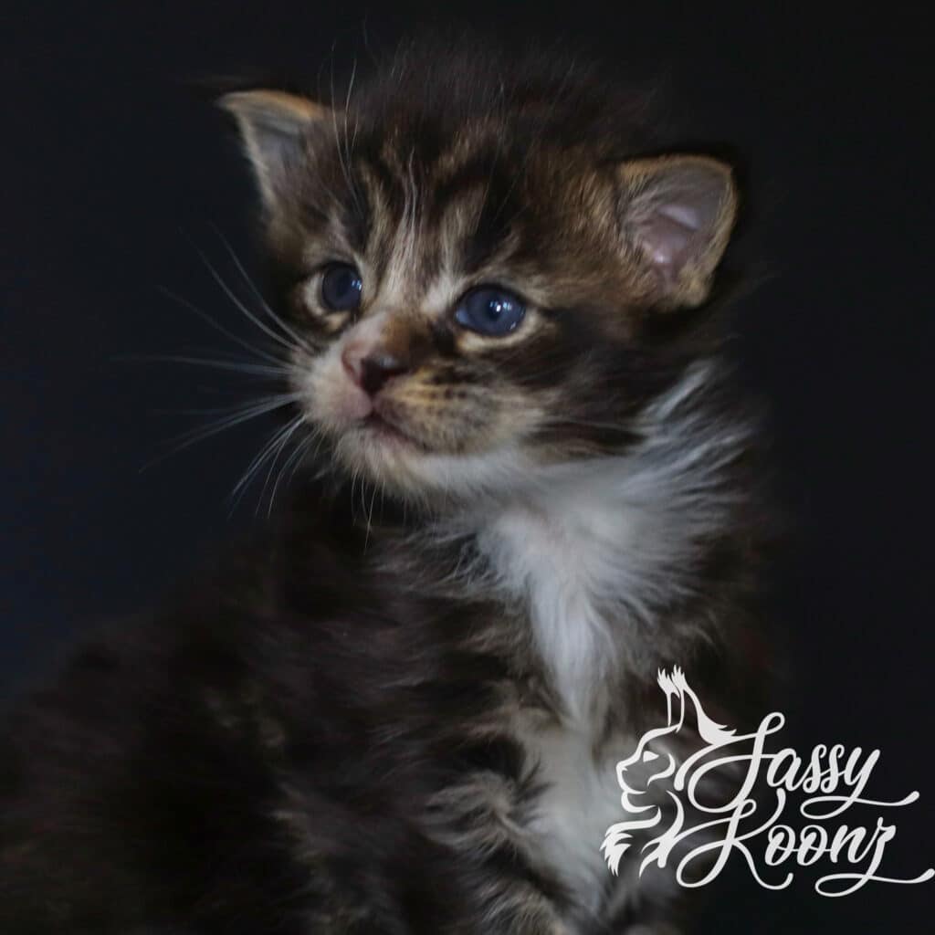 maine-coon-kitten-boy-one-3-weeks-old ⋆ Sassy Koonz Maine Coon Cattery maine coon kitten boy one 3 weeks old