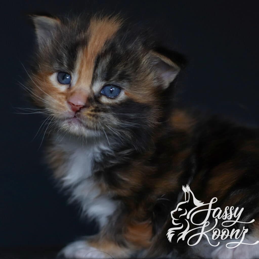 maine-coon-kitten-calico-freak-on-a-leash-3-weeks ⋆ Sassy Koonz Maine Coon Cattery maine coon kitten calico freak on a leash 3 weeks