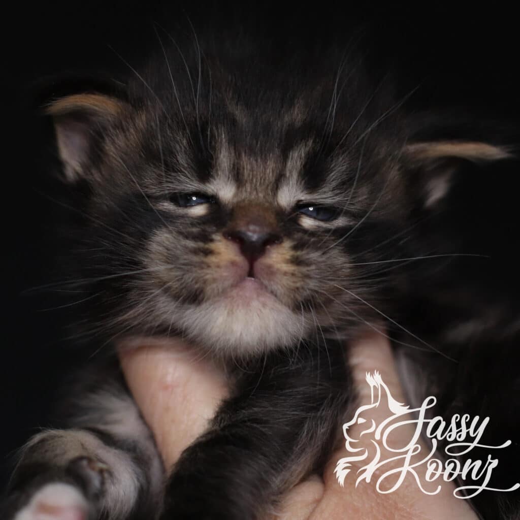 maine-coon-kitten-divine-3-weeks-old ⋆ Sassy Koonz Maine Coon Cattery maine coon ktiten divine 3 weeks old