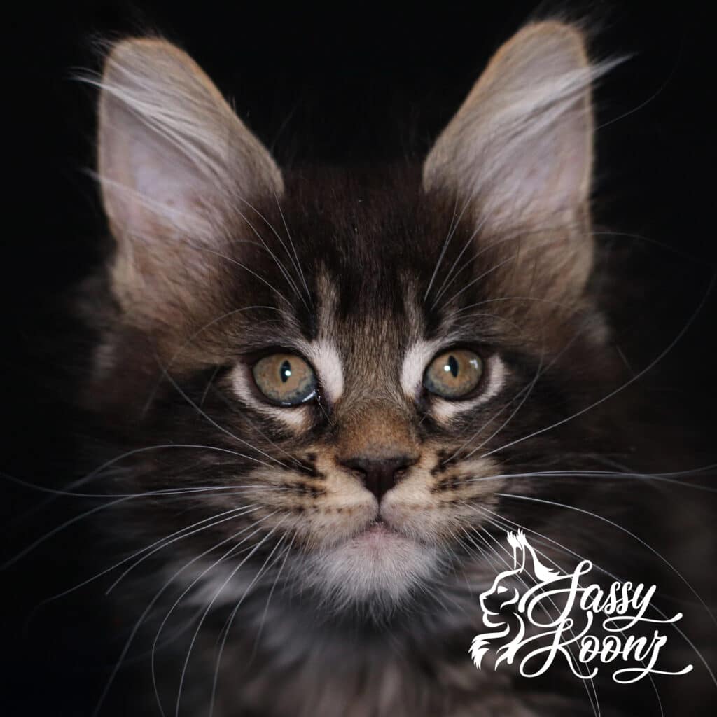 maine-coon-kitten-divine-9-weeks-old ⋆ Sassy Koonz Maine Coon Cattery maine coon ktiten divine9 weeks old