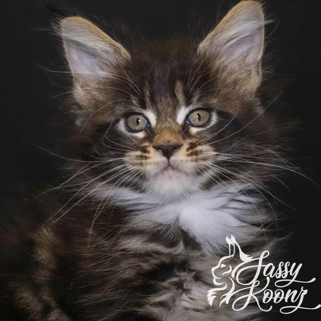 maine-coon-kitten-florida-divine-7-weeks ⋆ Sassy Koonz Maine Coon Cattery maine coon kitten florida divine 7 weeks old