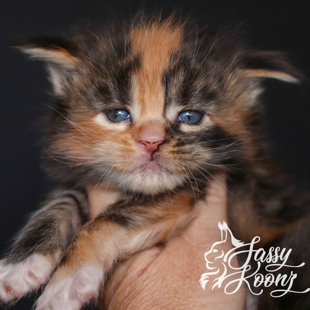 maine-coon-kitten-freak-on-a-leash-headshot ⋆ Sassy Koonz Maine Coon Cattery maine coon kitten freak on a leash headshot ````