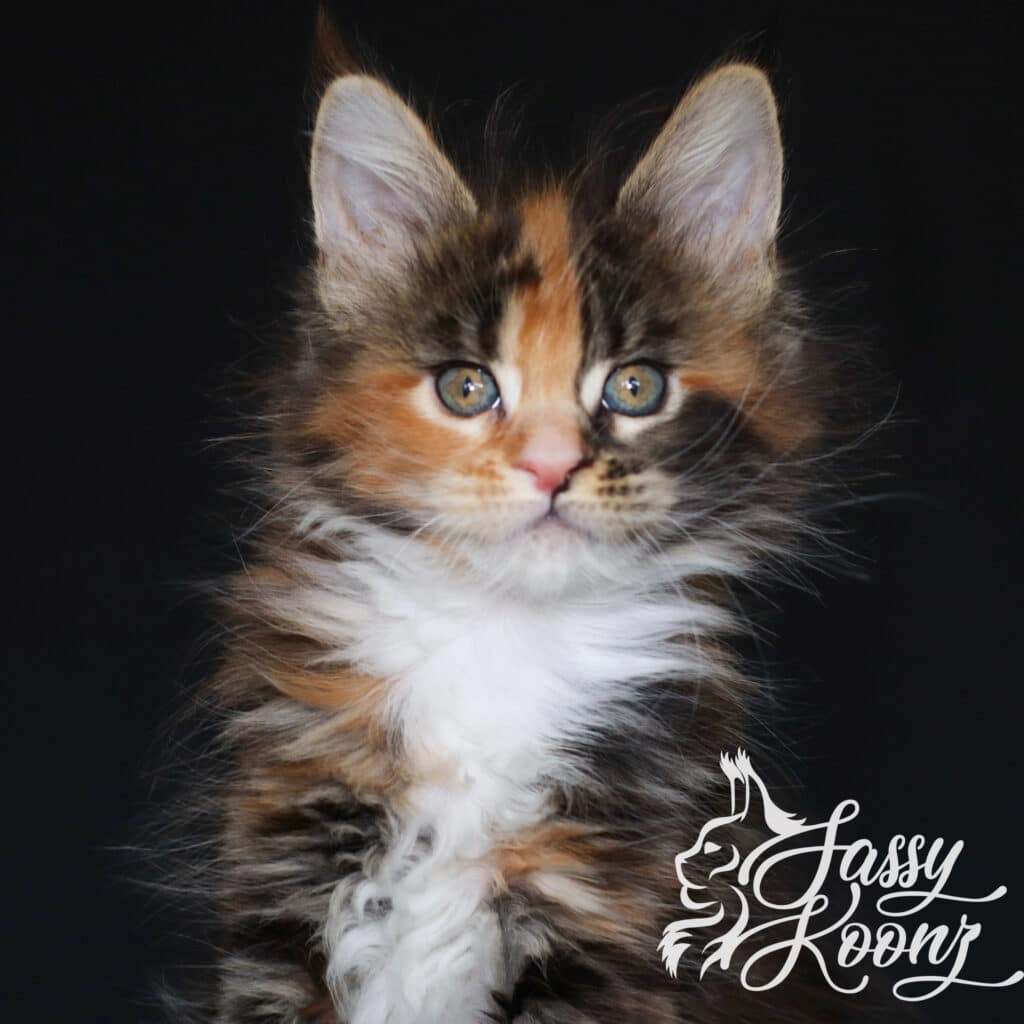 maine-coon-kitten-freak-seven-weeks-old ⋆ Sassy Koonz Maine Coon Cattery maine coon ktiten freak seven weeks old