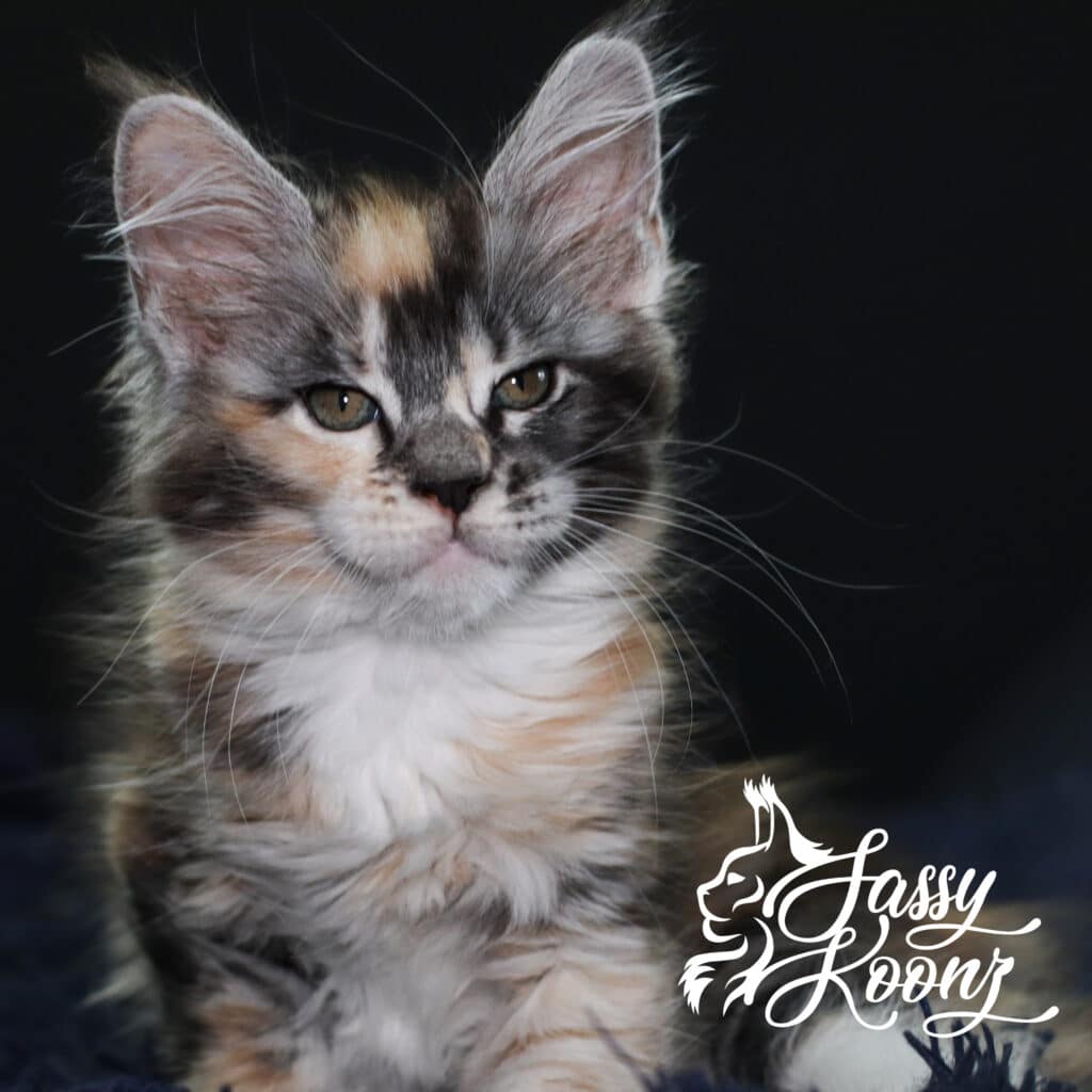 maine-coon-kitten-from-sassy-koonz-available-munky ⋆ Sassy Koonz Maine Coon Cattery maine coon kitten from sassy koonz available munky