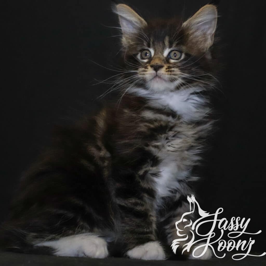 maine-coon-kitten-from-sassy-koonz-divine ⋆ Sassy Koonz Maine Coon Cattery maine coon kitten from sassy koonz divine
