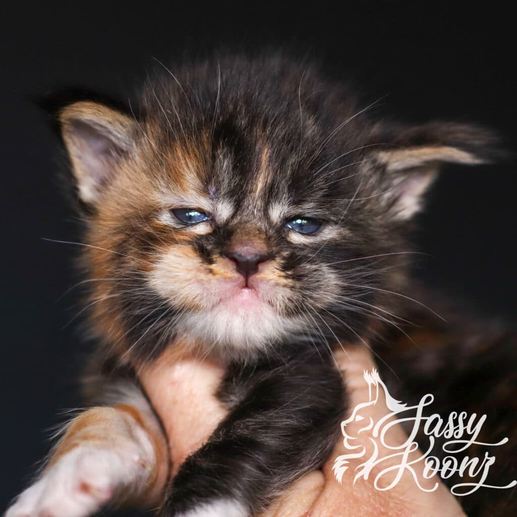 maine-coon-kitten-headshot-korn-dog-3-weeks ⋆ Sassy Koonz Maine Coon Cattery maine coon kitten headshot korn dog 3 weeks old