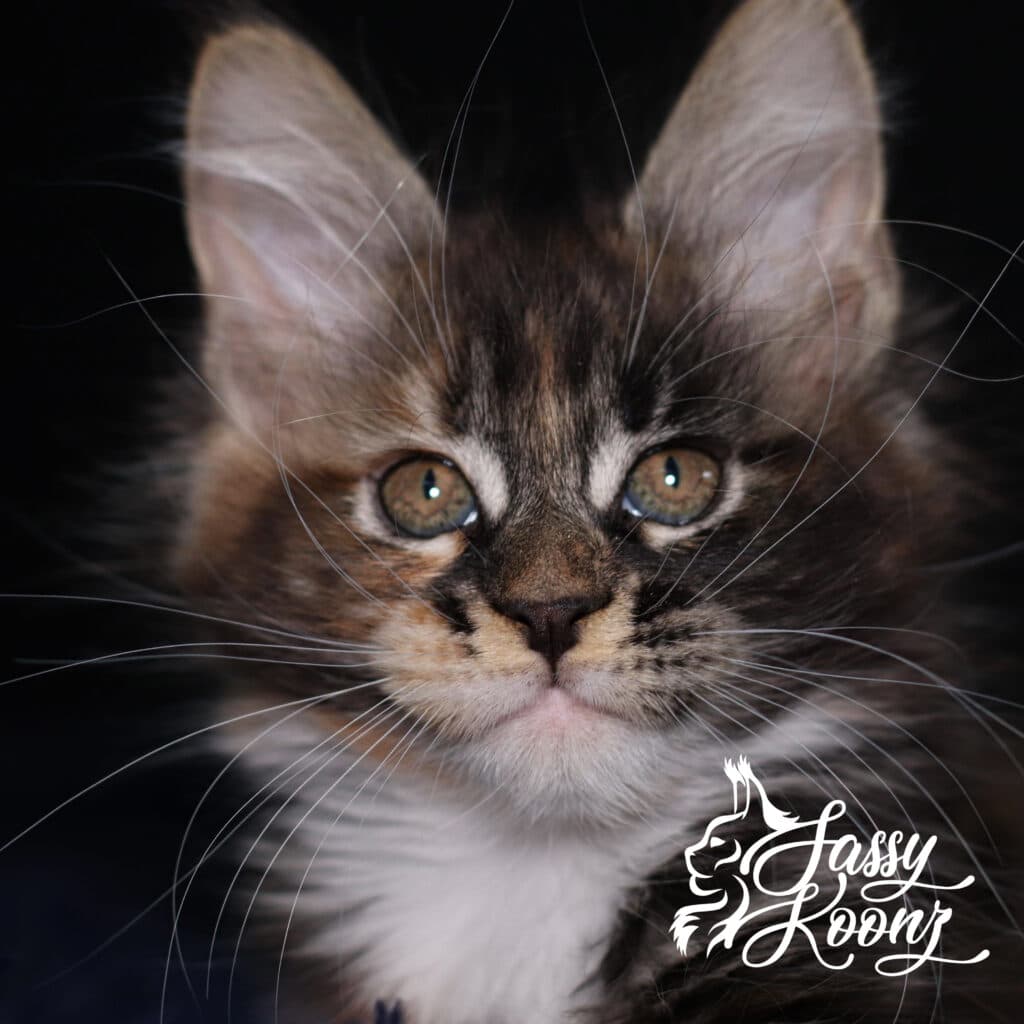 maine-coon-kitten-korn-dog-9-weeks-old ⋆ Sassy Koonz Maine Coon Cattery maine coon kitten forn dog 9 weeks old