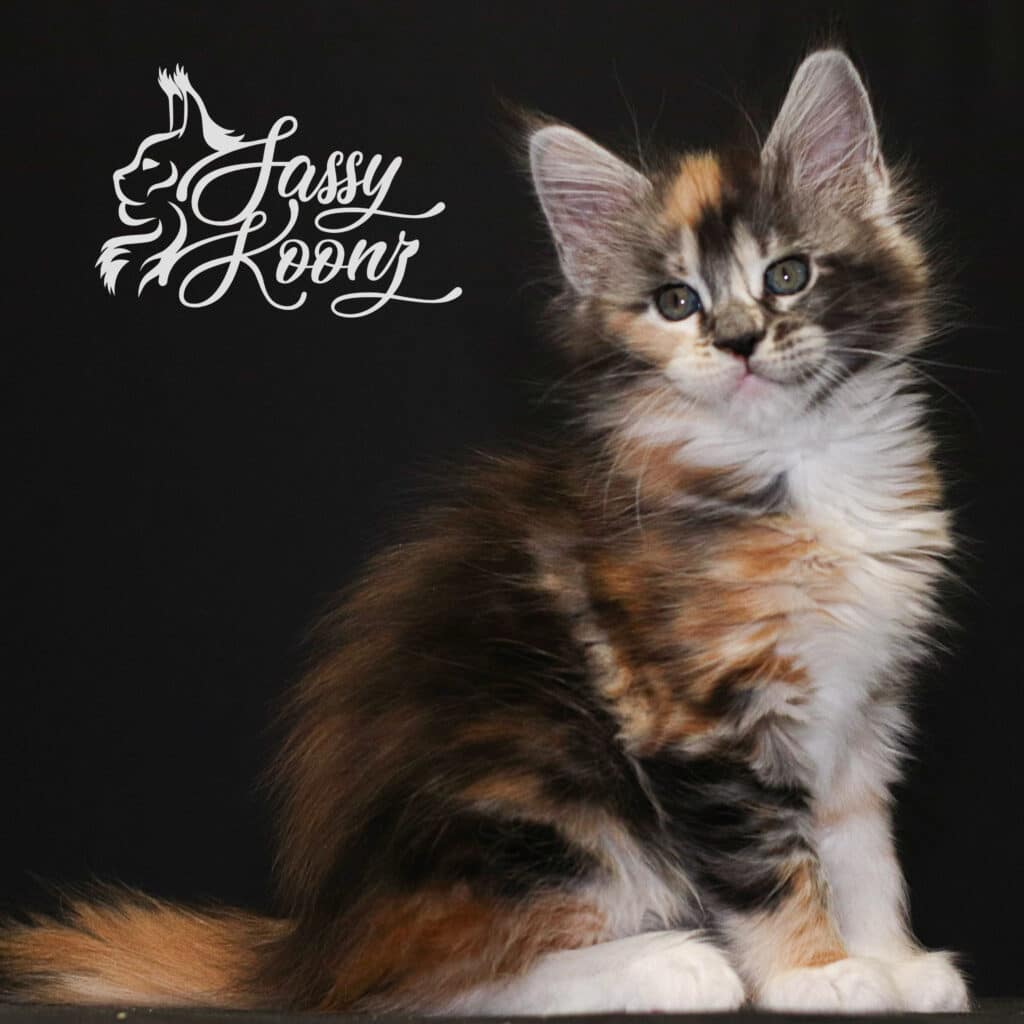 maine-coon-kitten-munky-7-weeks ⋆ Sassy Koonz Maine Coon Cattery maine coon kitten munky 7 weeks old