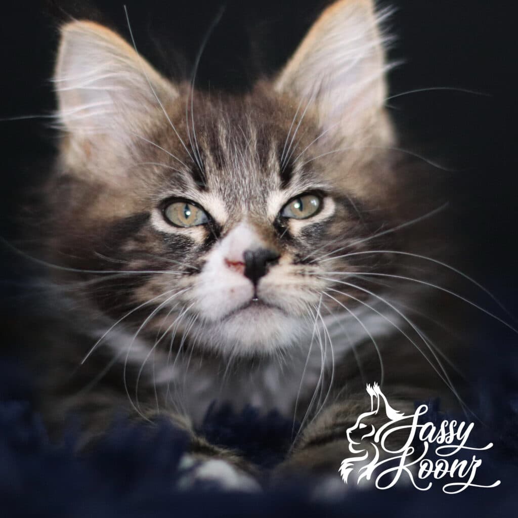 maine-coon-kitten-one-9-weeks-old ⋆ Sassy Koonz Maine Coon Cattery maine coon kitten one 9 weeks Old