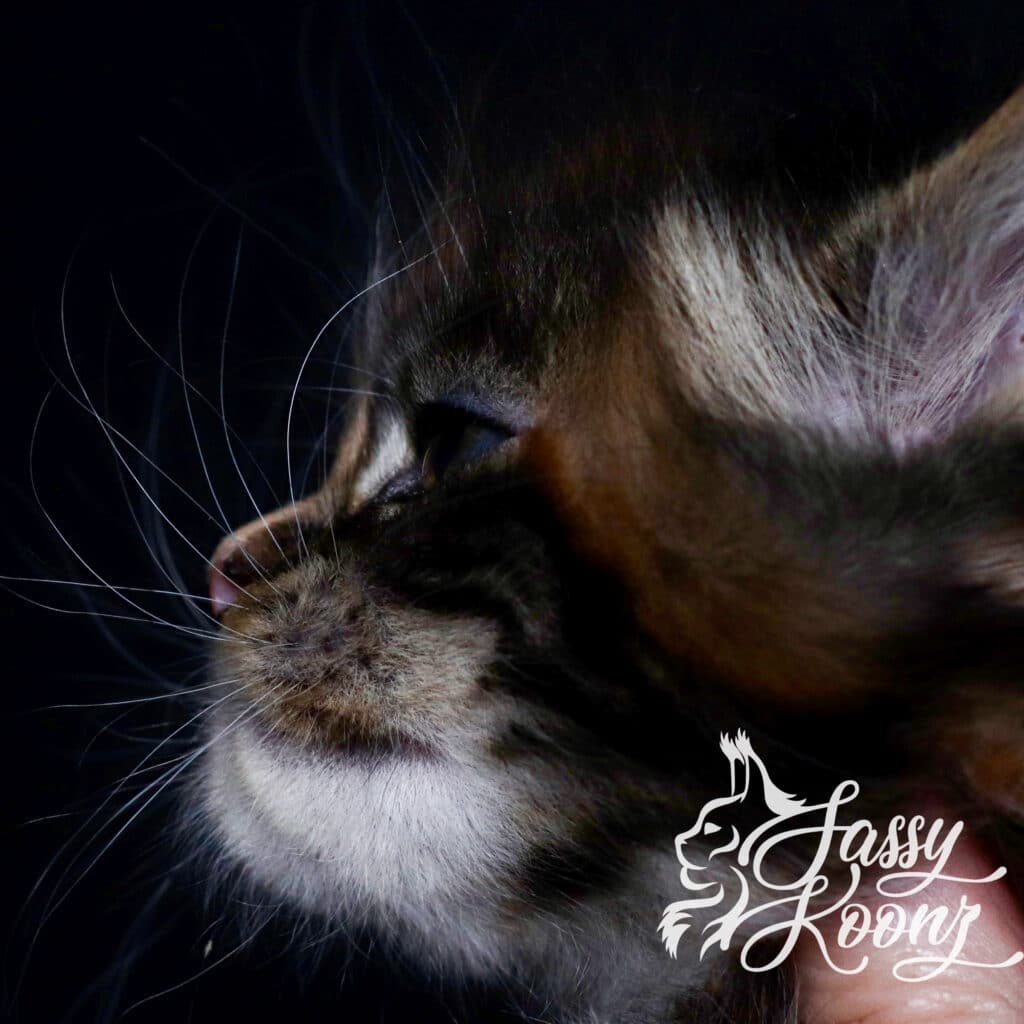 maine-coon-kitten-profile-freaky-5-weeks-old ⋆ Sassy Koonz Maine Coon Cattery maine coon kitten profile freaky