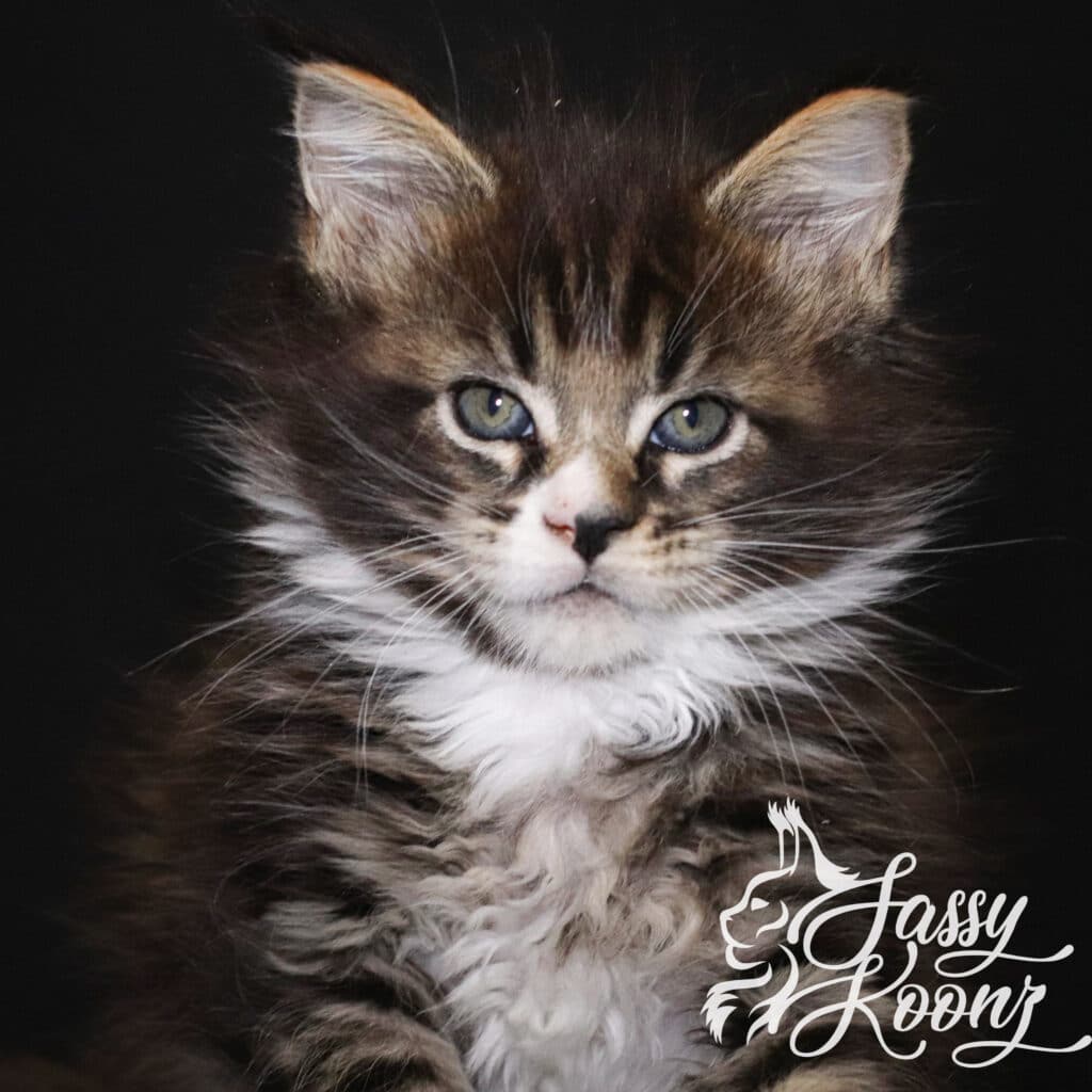 maine-coon-kitten-singleton-7-weeks-old ⋆ Sassy Koonz Maine Coon Cattery maine coon kitten singleton 7 weeks old
