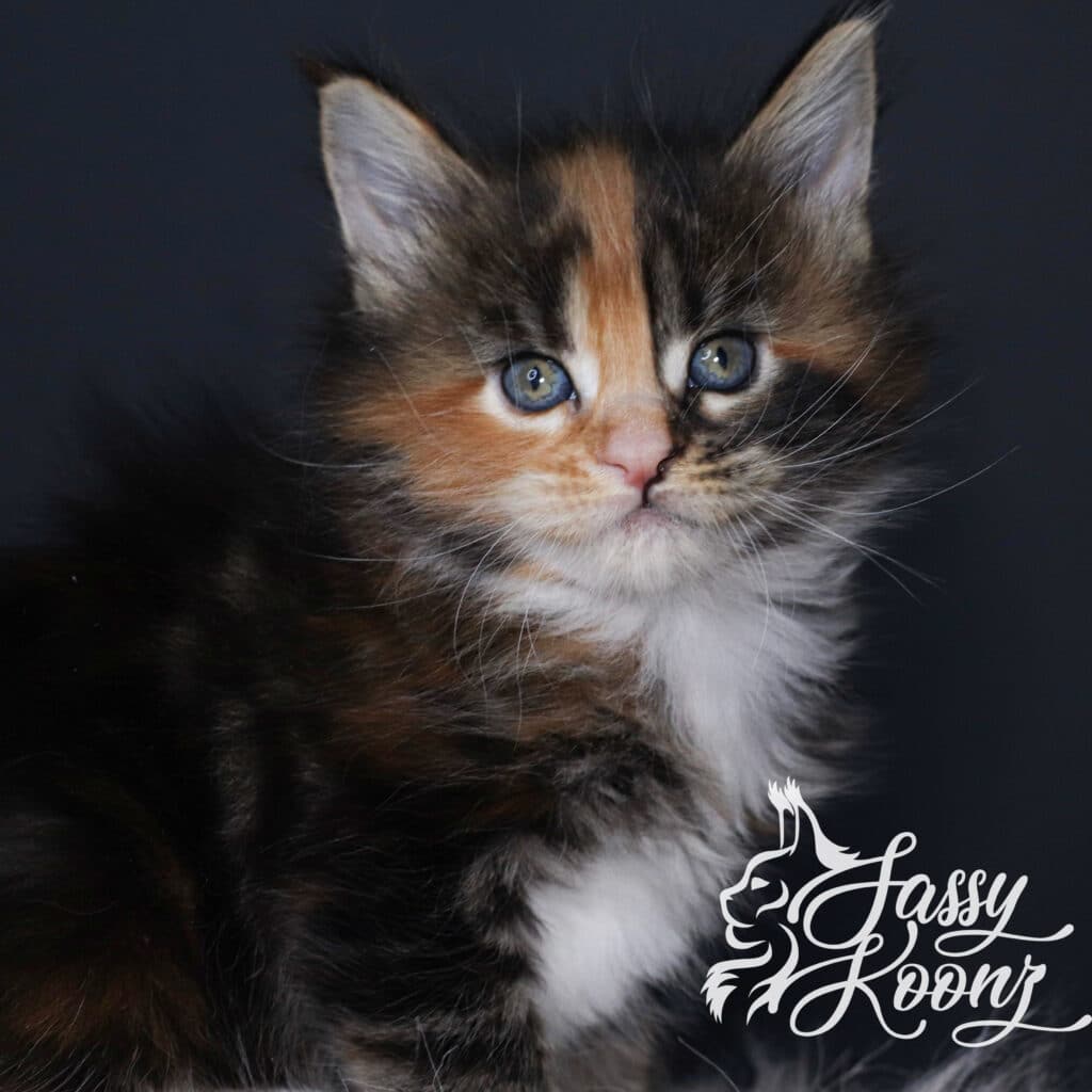 maine-coon-kitten-sitting-position-from-sassy-koonz ⋆ Sassy Koonz Maine Coon Cattery maine coon kitten sittin gposition from sassy koonz