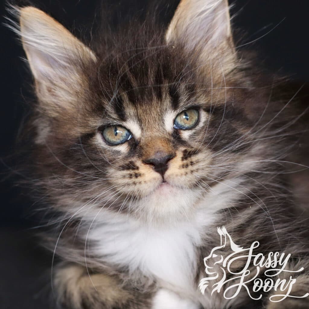 maine-coon-kitten-wicked-7-weeks-old ⋆ Sassy Koonz Maine Coon Cattery maine coon kitten wicked 7 weeks old