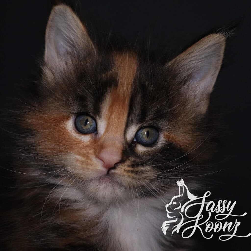 maine-coon-kitten-wild-expression-freak ⋆ Sassy Koonz Maine Coon Cattery maine coon kitten wild expression freak