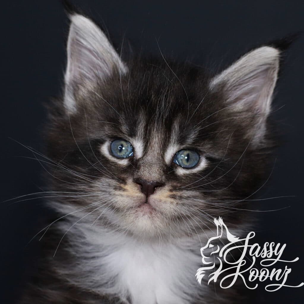 maine-coon-kitty-pedigree-cat ⋆ Sassy Koonz Maine Coon Cattery maine coon kitty pedigree cat