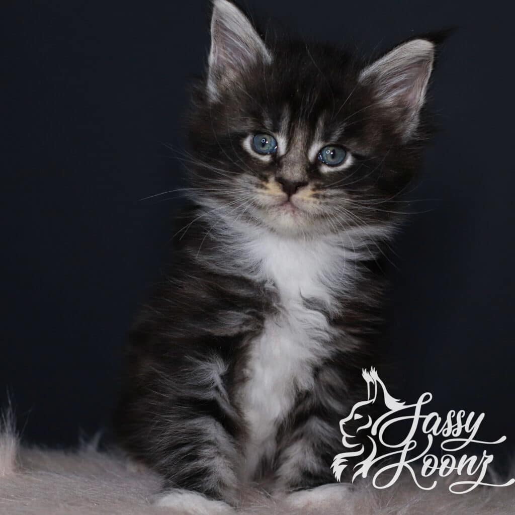 maine-coon-male-kitten-adidas-5-weeks ⋆ Sassy Koonz Maine Coon Cattery maine coon male kitten adidas 5 weeks old