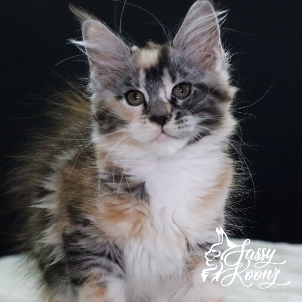 maine-coon-munky-kitten-11-weeks-old ⋆ Sassy Koonz Maine Coon Cattery maine coon munky kitten 11 weeks old