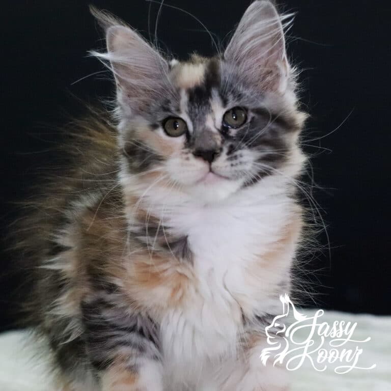 maine coon munky kitten 11 weeks old
