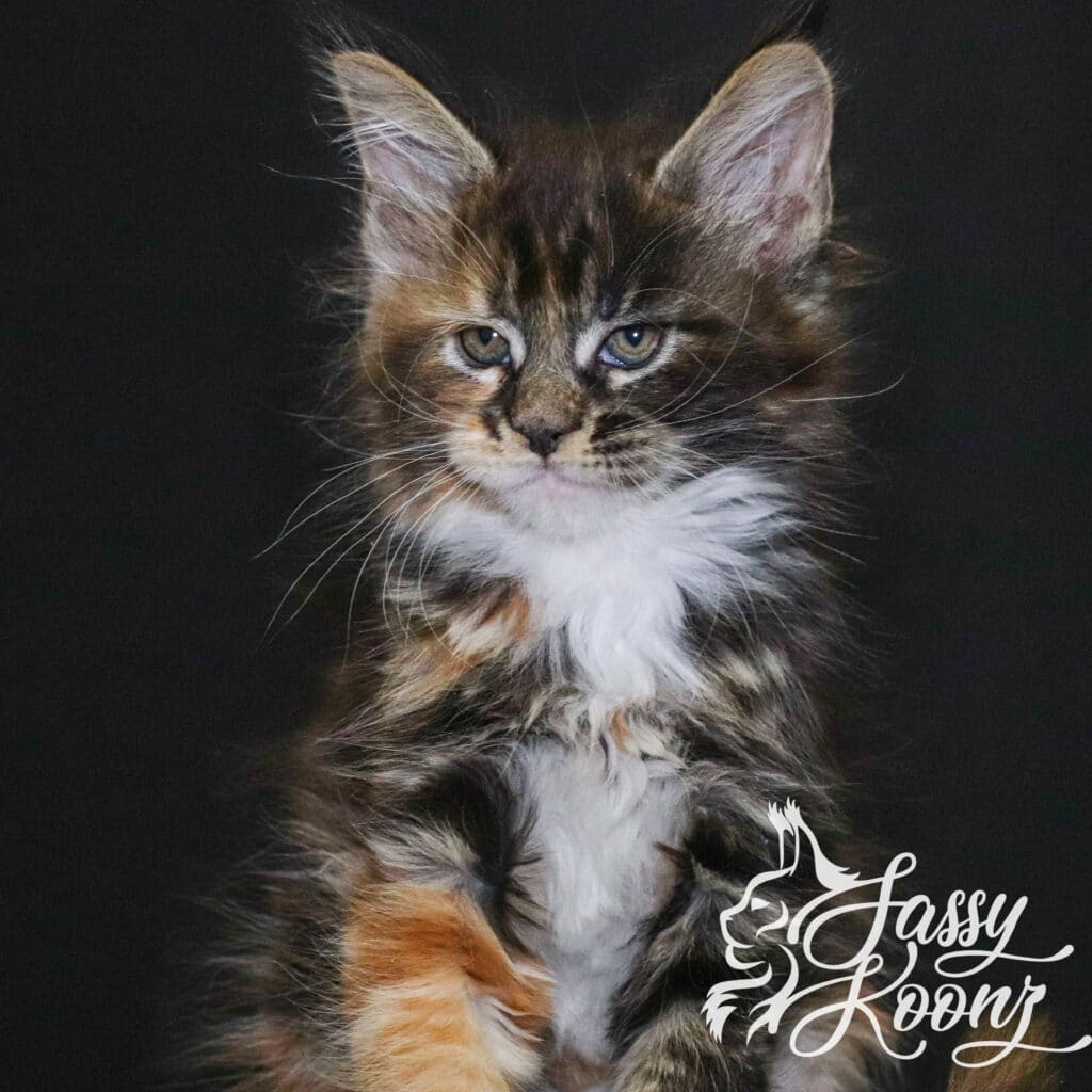 maine-coon-named-korn-dog-7-weeks-old ⋆ Sassy Koonz Maine Coon Cattery maine coon named korn dog 7 weeks old
