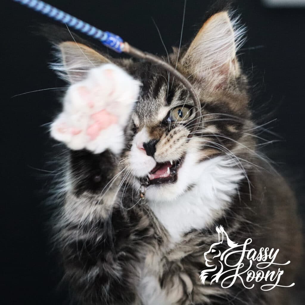maine coon kitten biting a feather stick