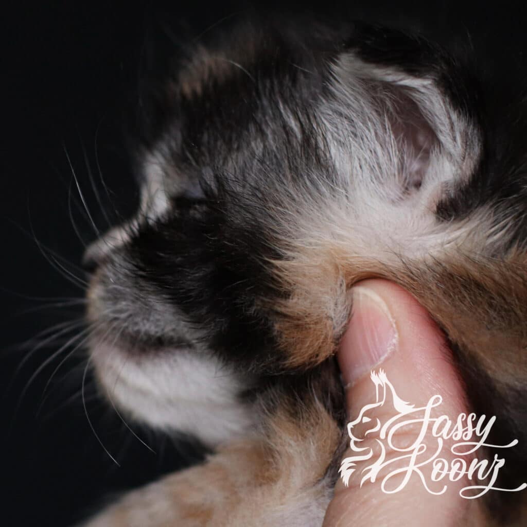 maine-coon-profile-silver-torbie-munky ⋆ Sassy Koonz Maine Coon Cattery maine coon profile at 3 weeks old