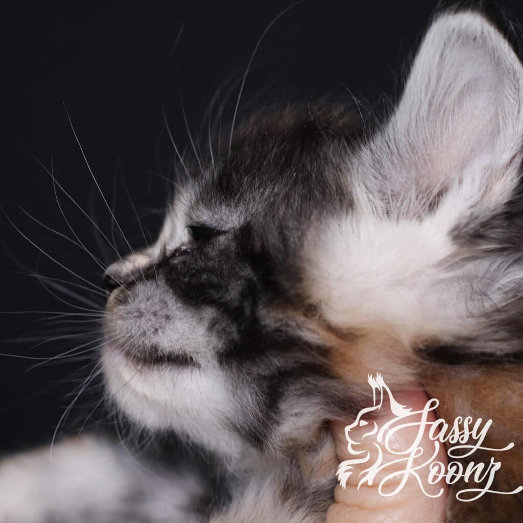 maine-coon-silver-torbie-munky-5-weeks-old ⋆ Sassy Koonz Maine Coon Cattery maine coon silver tobie munky 5 weeks old