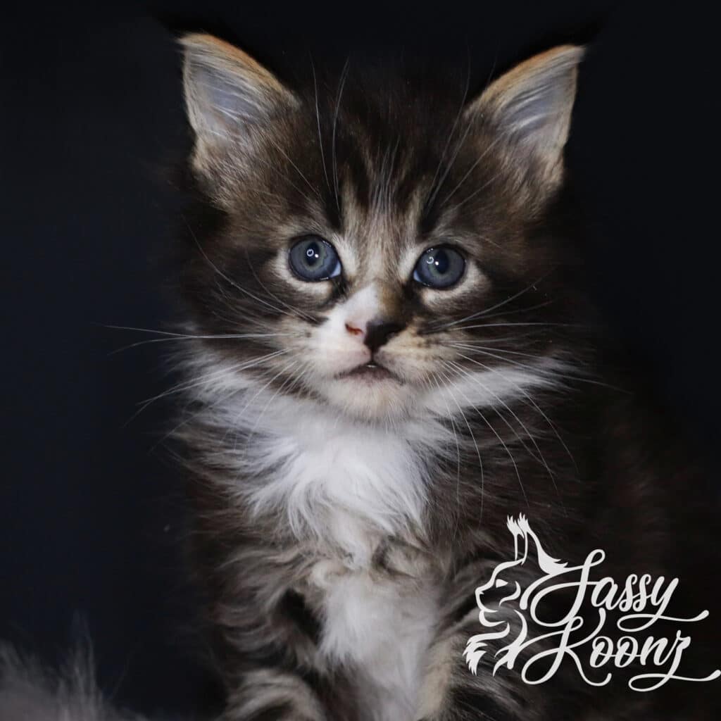 maine-coon-singleton-5-weeks-boy ⋆ Sassy Koonz Maine Coon Cattery maine coon singleton 5 week sold boy
