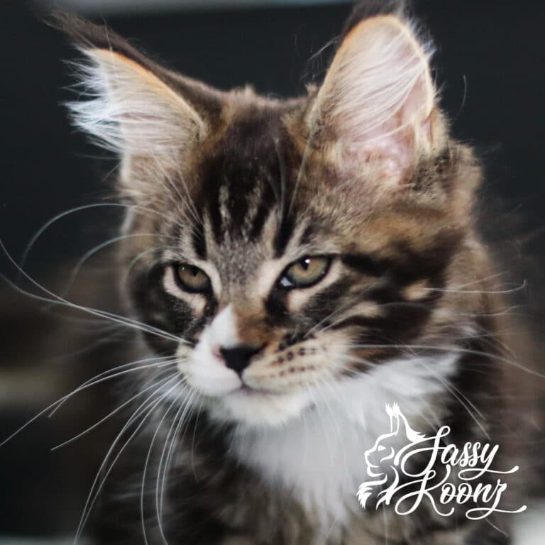 maine coon tabby brown 11 weeks old