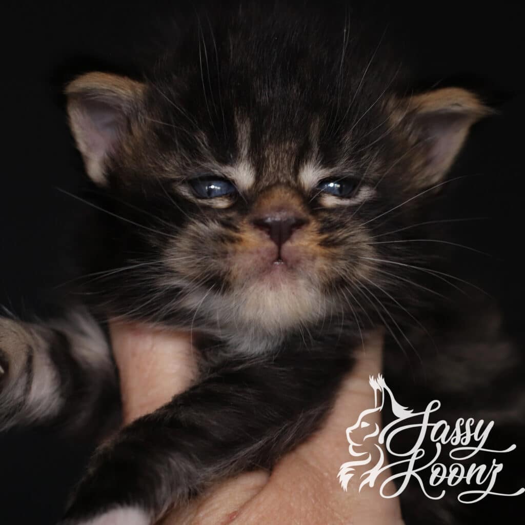maine-coon-wicked-3-weeks-old-kitten ⋆ Sassy Koonz Maine Coon Cattery maine coon wicked 3 weeks old kitten