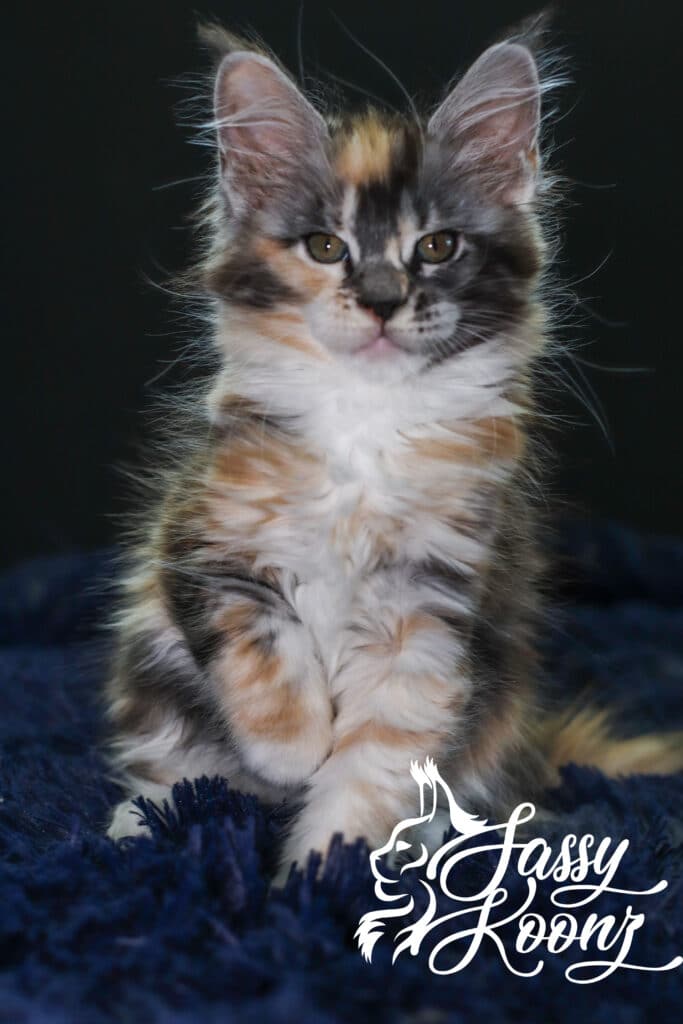 munky-maine-coon-girl-kitten-silver-torbie-9-weeks-old ⋆ Sassy Koonz Maine Coon Cattery munkymaine coon girl kitten silver torbie 9 weeks old
