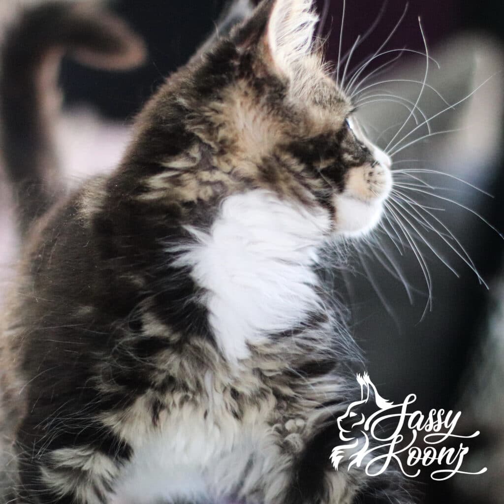 one-maine-coon-profile-11-weeks-old ⋆ Sassy Koonz Maine Coon Cattery maine coon profile one 11 weeks old