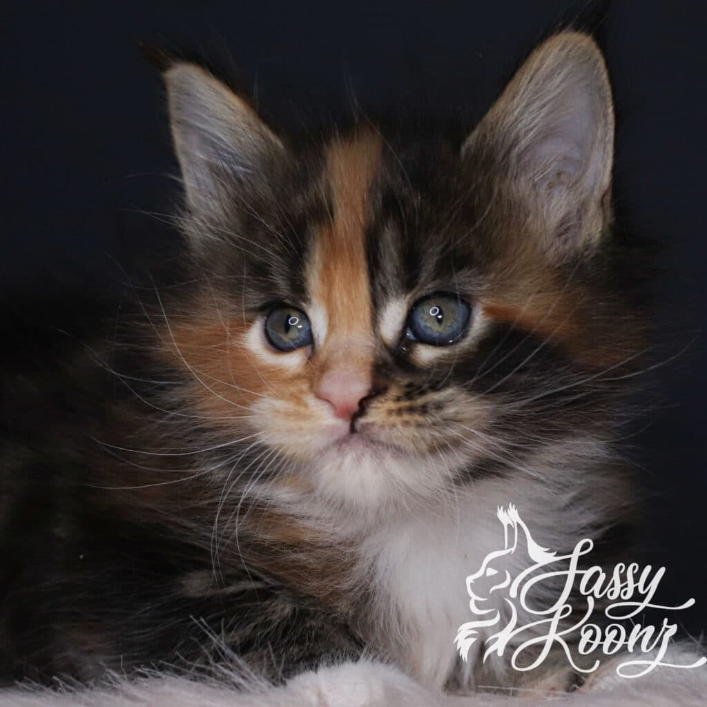 sassy-koonz-maine-coon-kitten-from-april-litter ⋆ Sassy Koonz Maine Coon Cattery sassy Koonz maine coon kitten from april 2025 litter