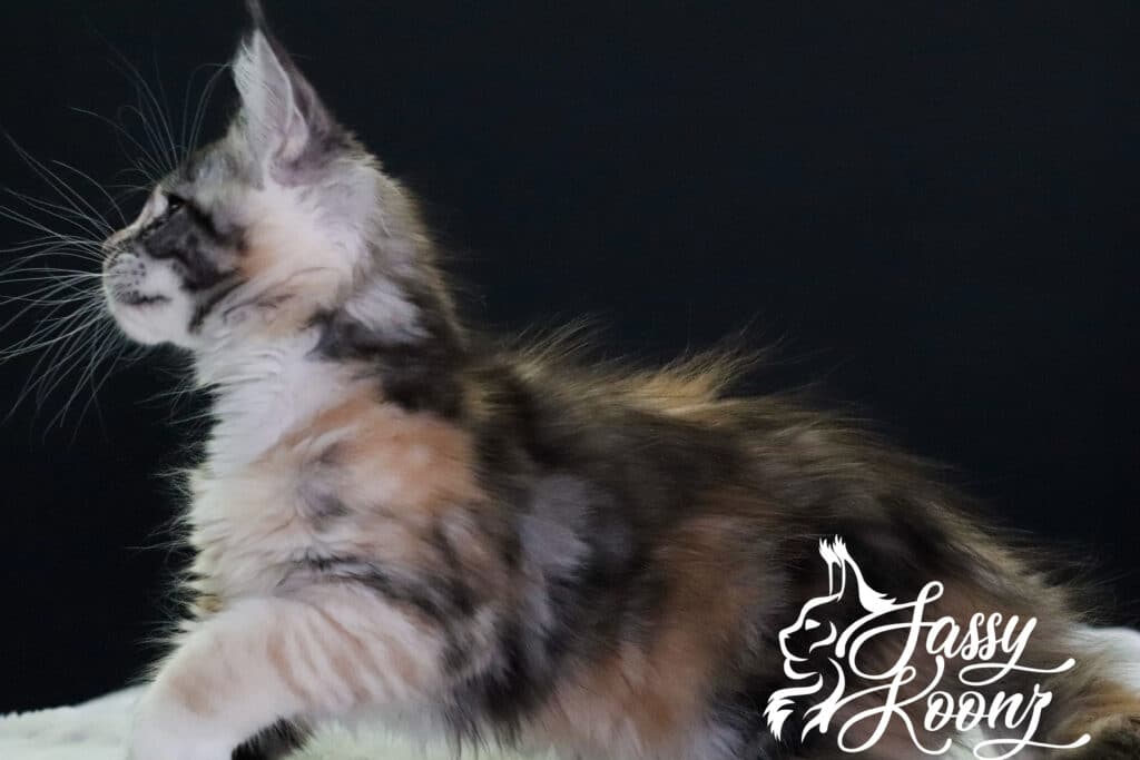silver-torbie-maine-coon-body-shot-munky ⋆ Sassy Koonz Maine Coon Cattery silver torbie maine coon body shot munky