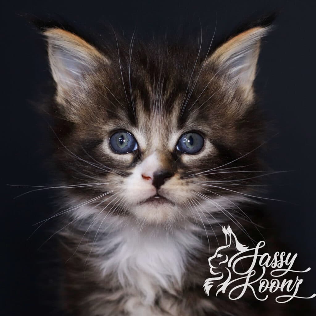 singleton-maine-coon-one-5-weeks-old ⋆ Sassy Koonz Maine Coon Cattery singleton maine coon one 5 weeks Old