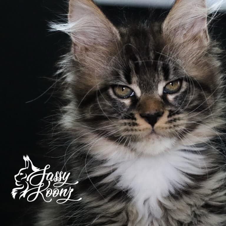 wicked maine coon brown tabby 11 weeks old