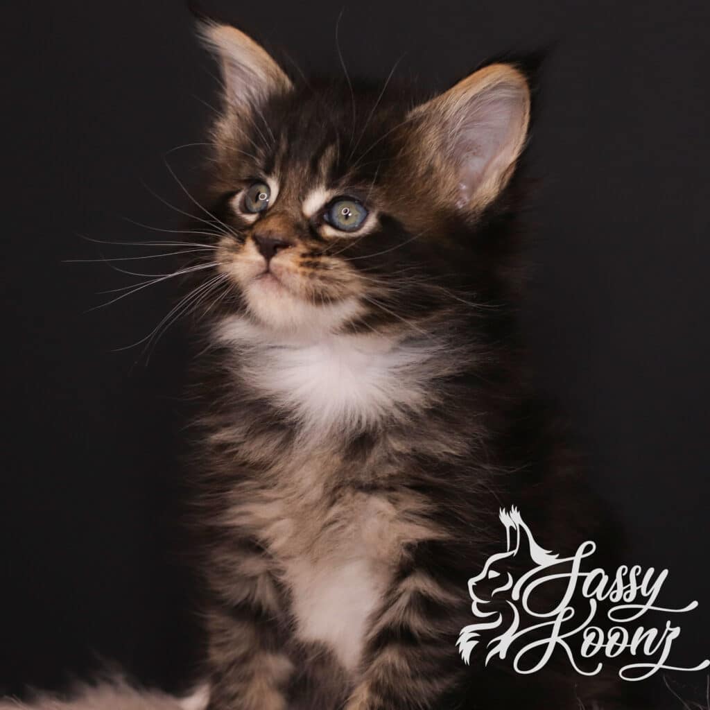 wicked-maine-coonkitten-5-weeks-old ⋆ Sassy Koonz Maine Coon Cattery wicked maine coon kitten 5 weeks old