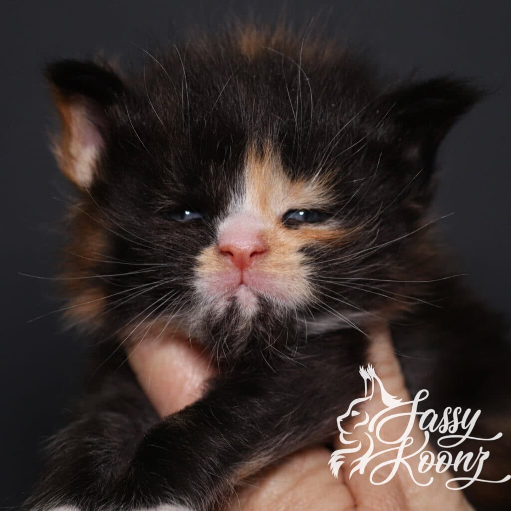 Vinnia-Maine-Coon-Kitten-calico-3-weeks-old ⋆ Sassy Koonz Maine Coon Cattery maine coon kitten named vinnia 3 weeks old calico girl