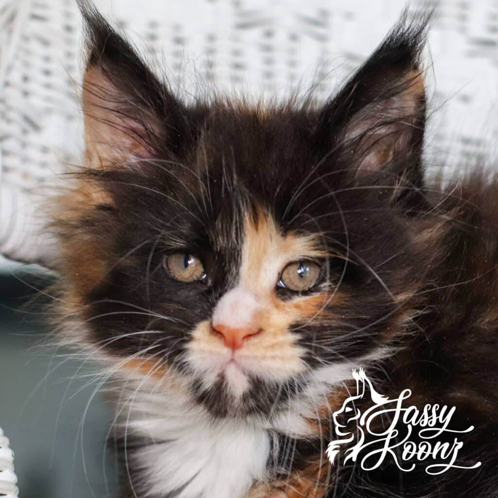 maine-coon-calico-7-weeks-vinnia ⋆ Sassy Koonz Maine Coon Cattery maine coon calico 7 weeks vinnia