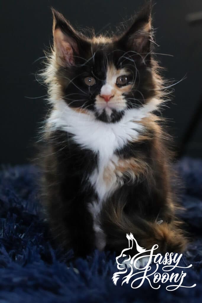 maine-coon-calico-vinnia-9-weeks-old ⋆ Sassy Koonz Maine Coon Cattery maine coon calico vinnia 9 weeks old