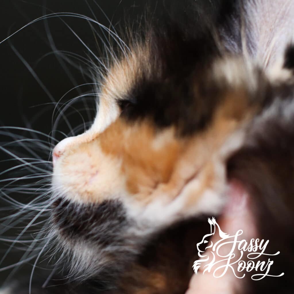 maine-coon-girl-calico-sassy-koonz-profile-7-weeks-old ⋆ Sassy Koonz Maine Coon Cattery maine coon girl calico sassy koonz profile 7 weeks old
