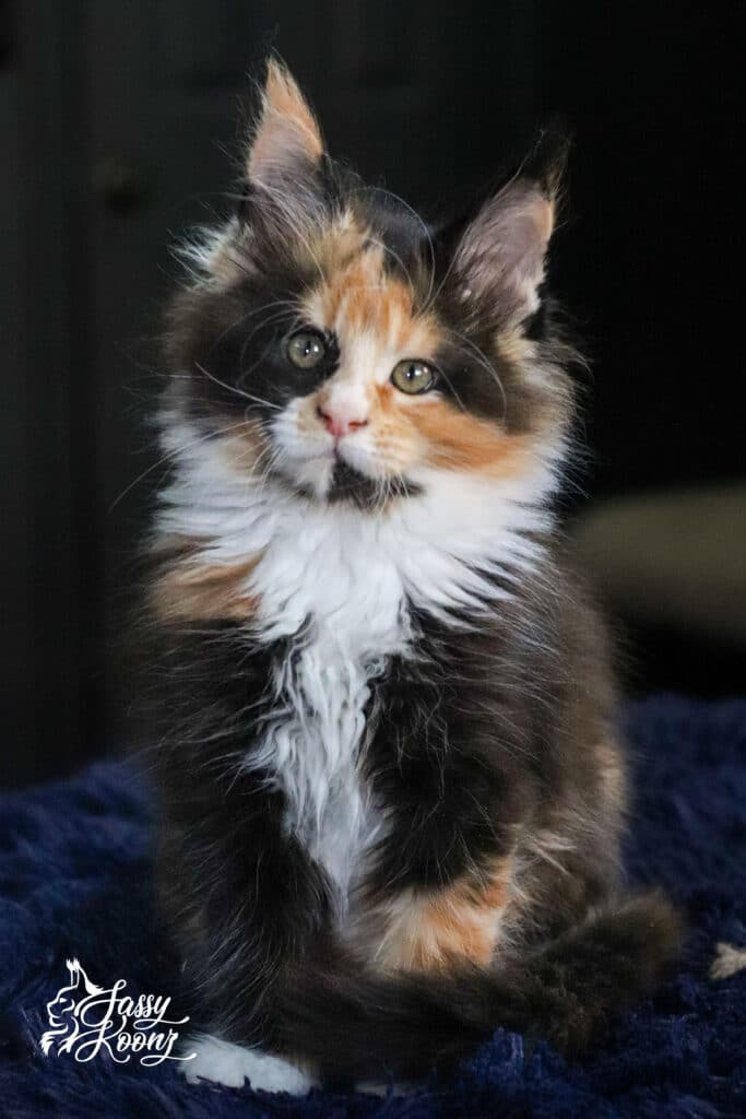 maine-coon-girl-waffle-calico-9-weeks-old ⋆ Sassy Koonz Maine Coon Cattery maine coon full body image 9 weeks old calico