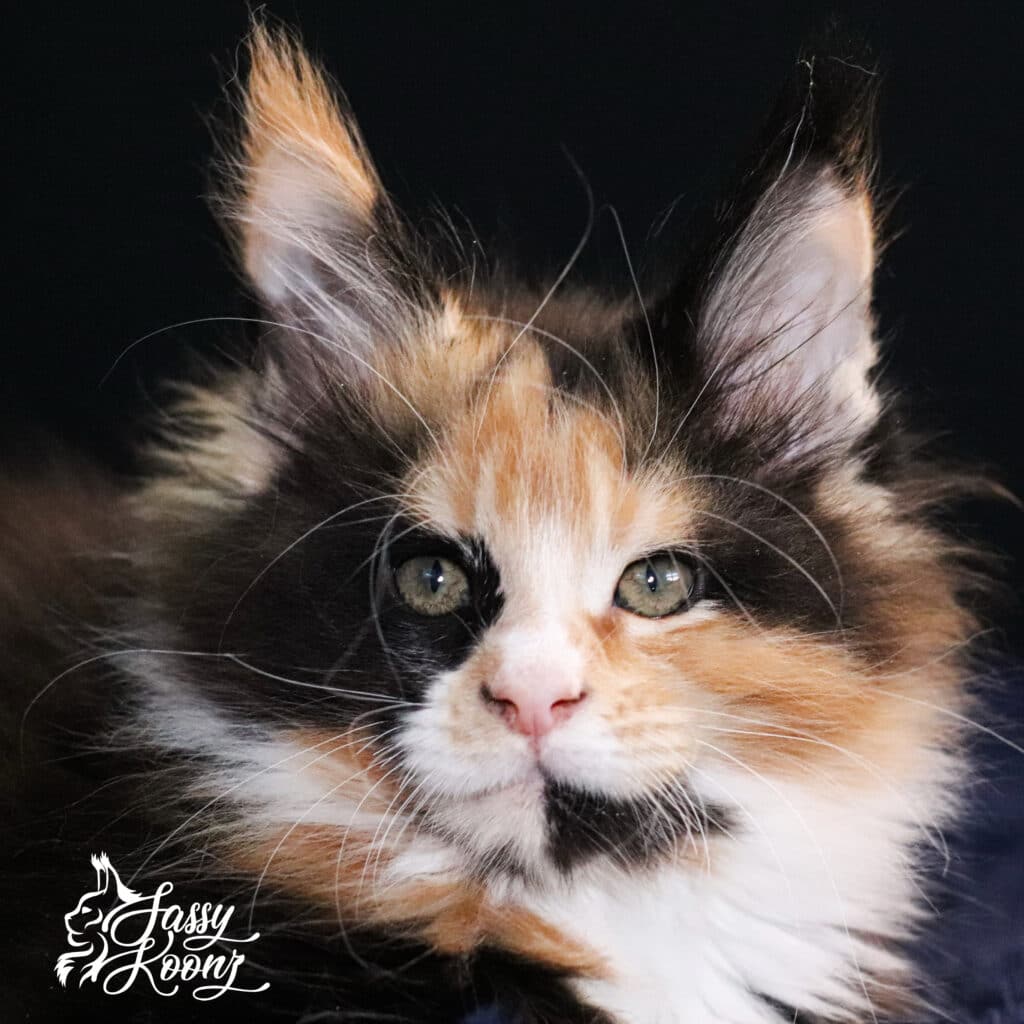 maine-coon-head-shot-kitten-waffle-9-weeks ⋆ Sassy Koonz Maine Coon Cattery maine coon head shot kitten waffle 9 weeks old