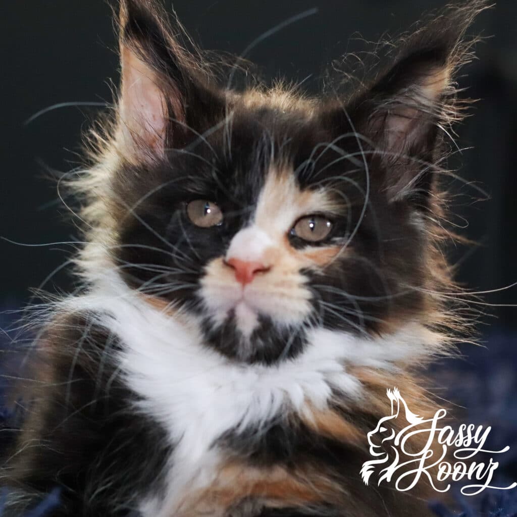 maine-coon-kitten-calico-close-up-vinnia=9 ⋆ Sassy Koonz Maine Coon Cattery maine coon kitten calico close up vinnia