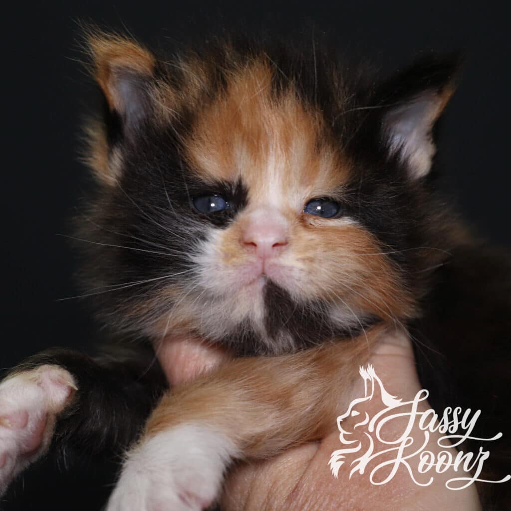 maine-coon-kitten-calico-waffle-3-weeks ⋆ Sassy Koonz Maine Coon Cattery maine coon kitten calico waffle 3 weeks old