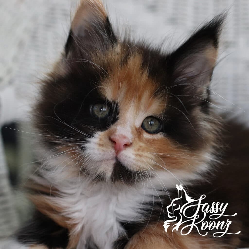 maine-coon-kitten-calico-waffle-7-weeks-old ⋆ Sassy Koonz Maine Coon Cattery maine coon kitten calico waffle 7 weeks old