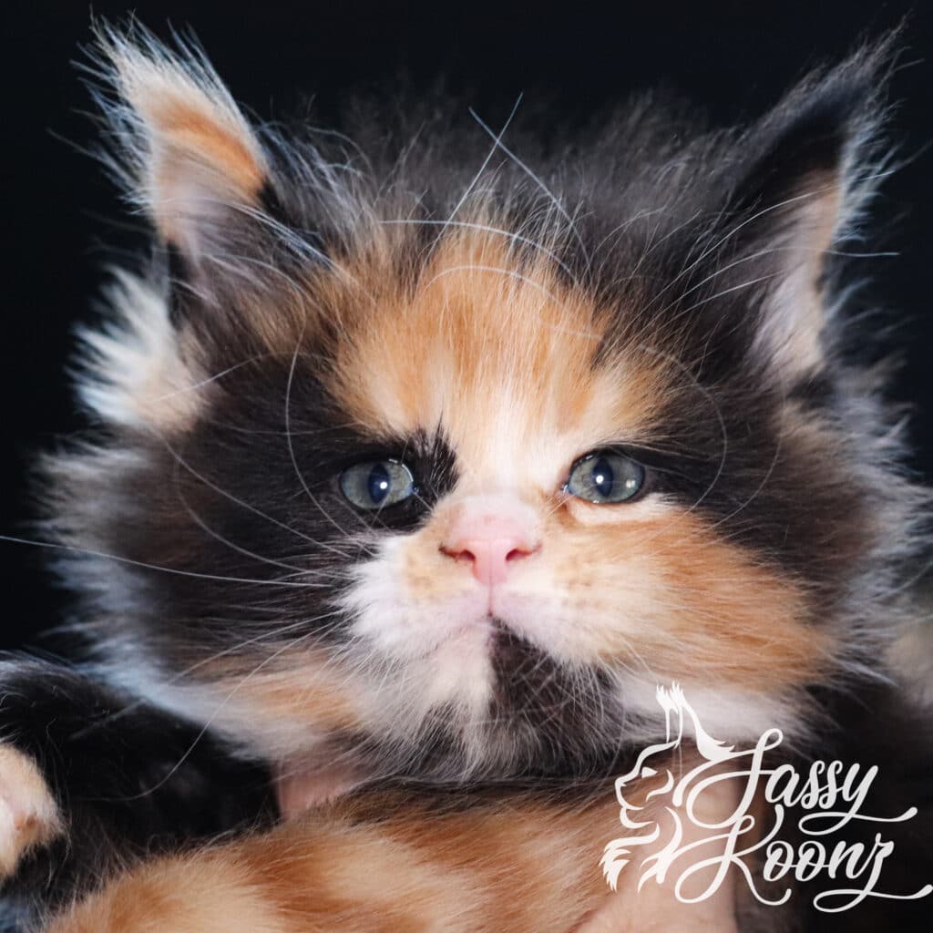 maine-coon-kitten-from-sassy-koonz-waffle-5-weeks ⋆ Sassy Koonz Maine Coon Cattery maine coon kitten from sassy koonz waffle 5 weeks