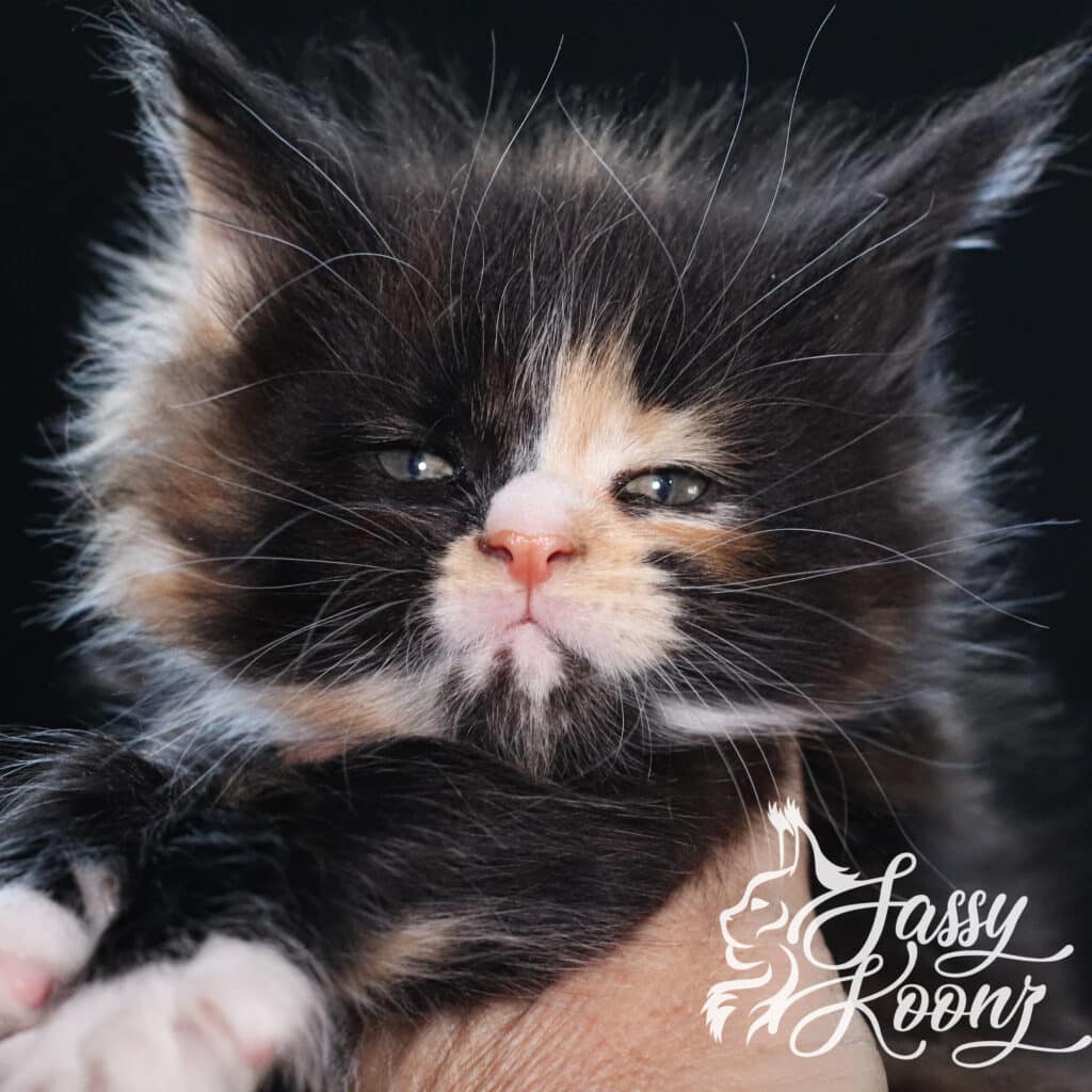 maine-coon-kitten-girl-calico-vinnia-5-weeks ⋆ Sassy Koonz Maine Coon Cattery maine coon kitten girl calico vinnia 5 weeks