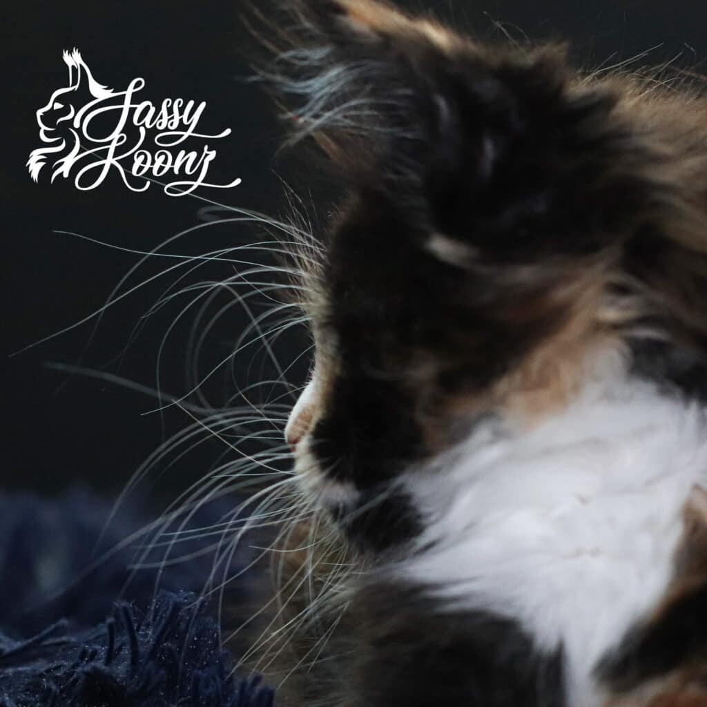 maine-coon-kitten-profile-9-weeks-vinnia ⋆ Sassy Koonz Maine Coon Cattery maine coon kitten profile 9 weeks vinnia showing long whiskers