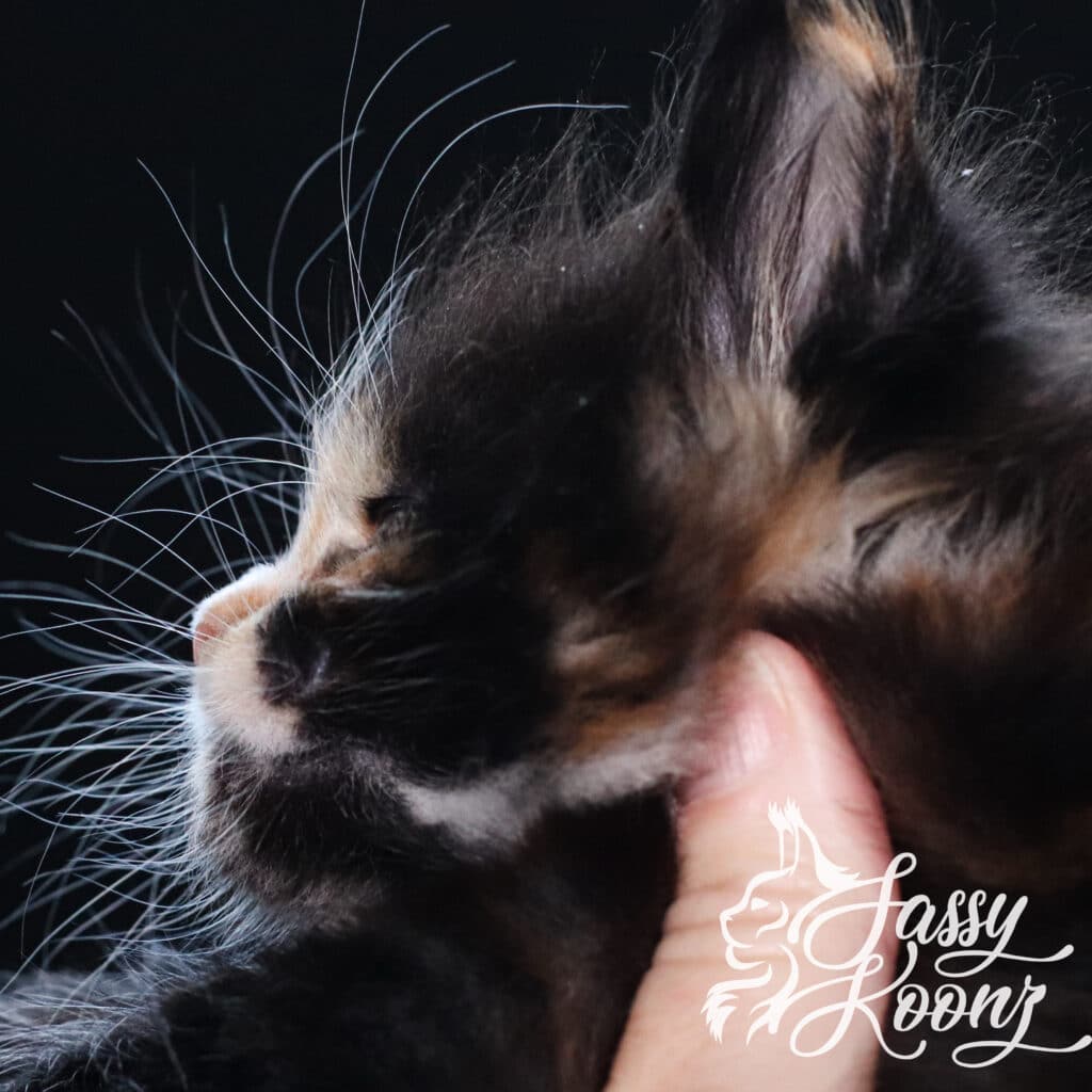 maine-coon-kitten-vinnia-5-weeks ⋆ Sassy Koonz Maine Coon Cattery maine coon kitten vinnia 5 weeks old
